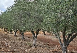 30 שנה של מסורת: פסטיבל ימי ענף הזית